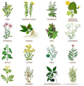 常见药用植物