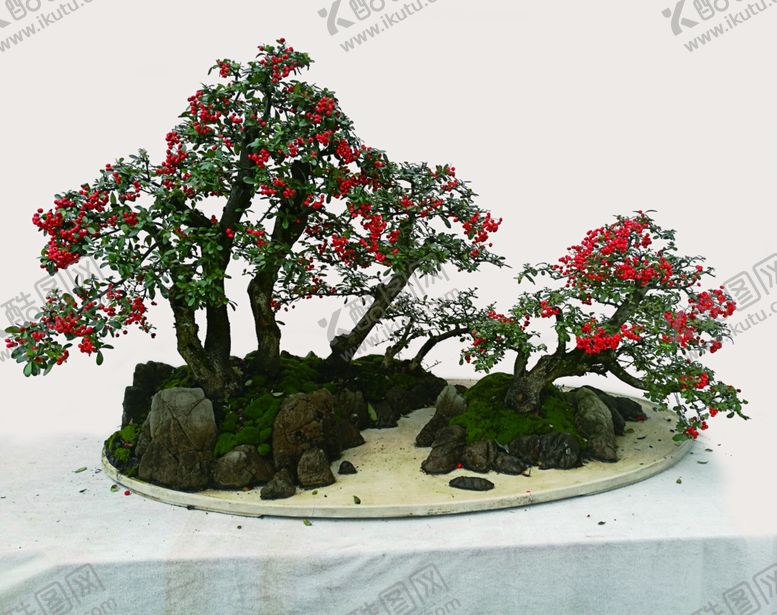 编号：43728209132225371865【酷图网】源文件下载-盆景