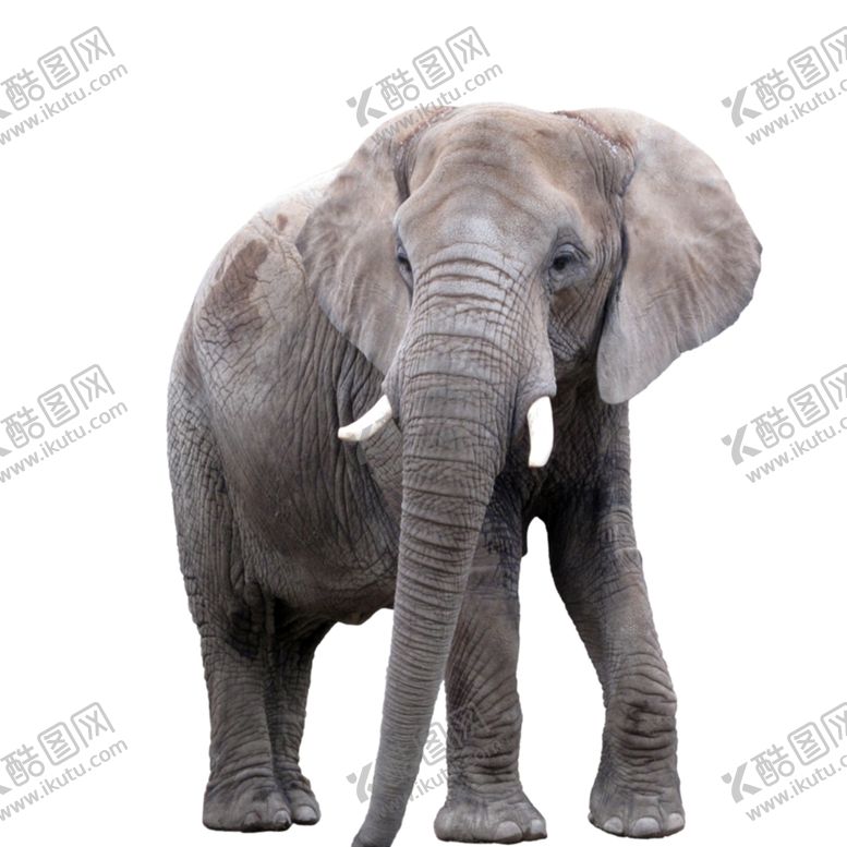 编号：73120909281412572806【酷图网】源文件下载-大象