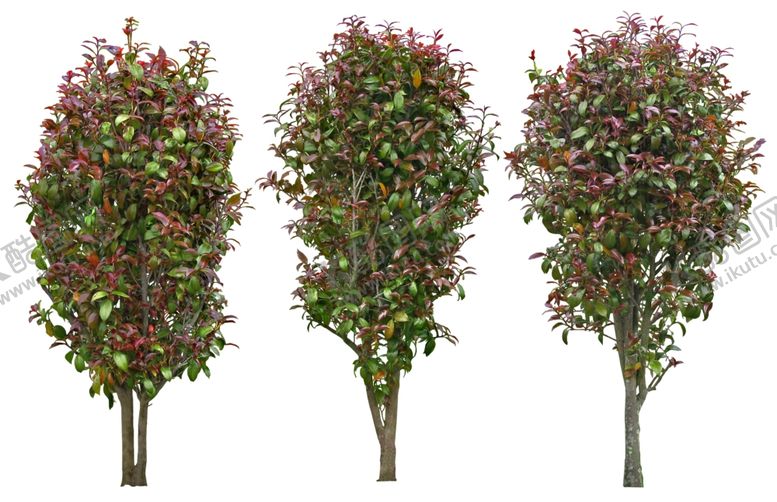 编号：35307010110840109199【酷图网】源文件下载-园林植物