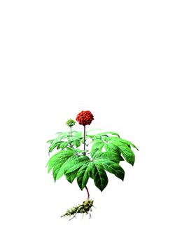 三七