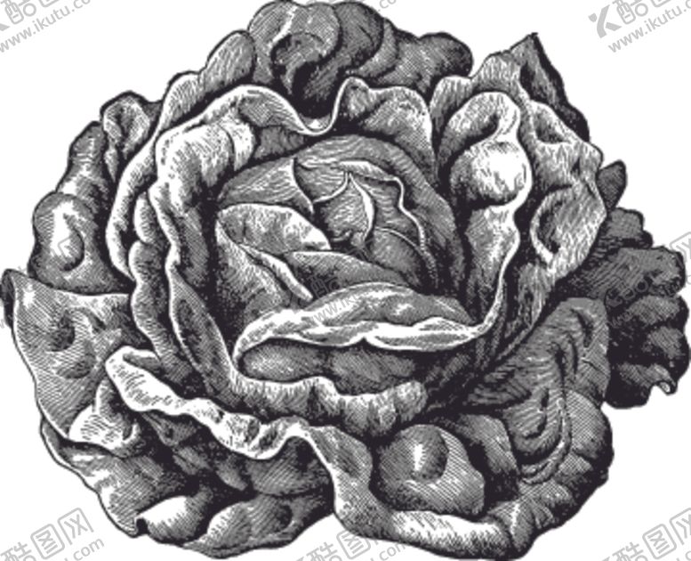 编号：98691610262053265722【酷图网】源文件下载-素描手绘蔬菜