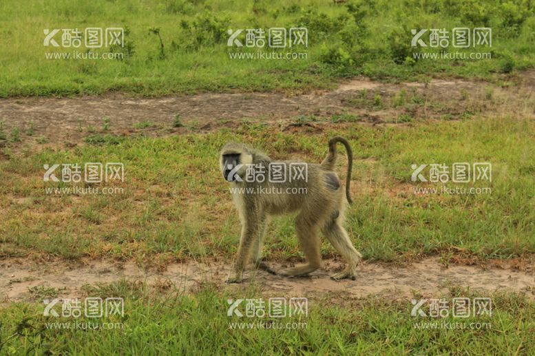 编号：87361311250738478057【酷图网】源文件下载-狒狒