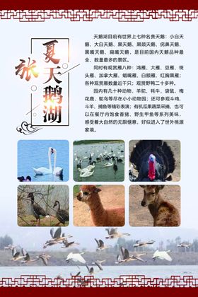 夏张天鹅湖