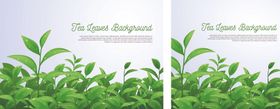 茶叶背景