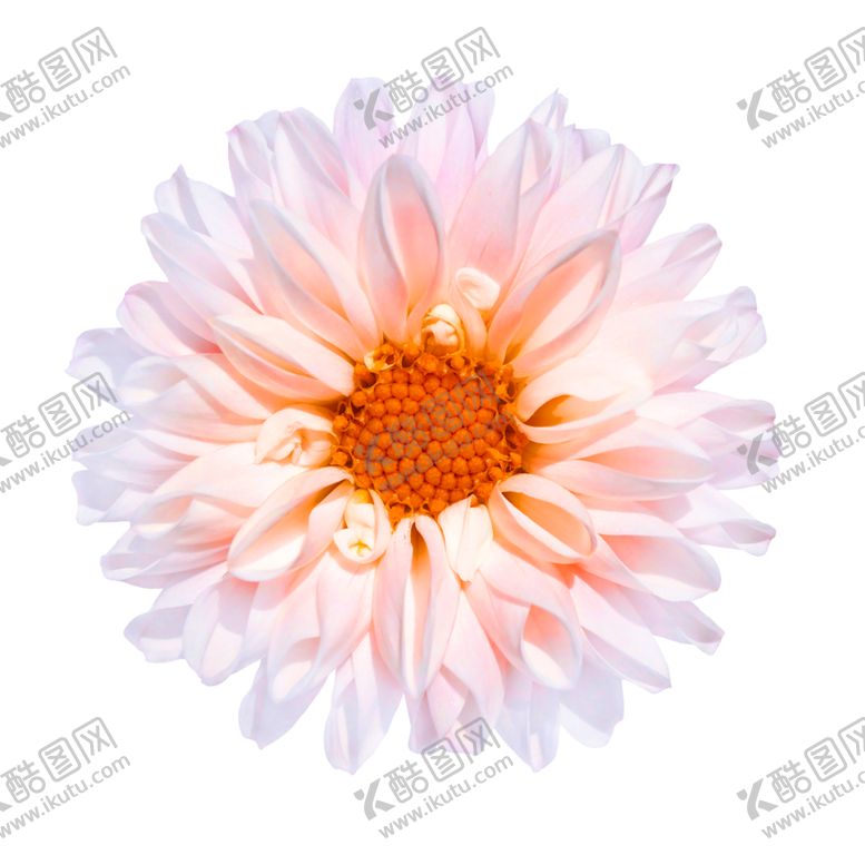 编号：93587305102147176647【酷图网】源文件下载-鲜花装饰