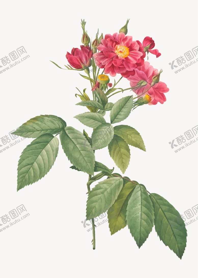 编号：44050810221234005568【酷图网】源文件下载-花卉