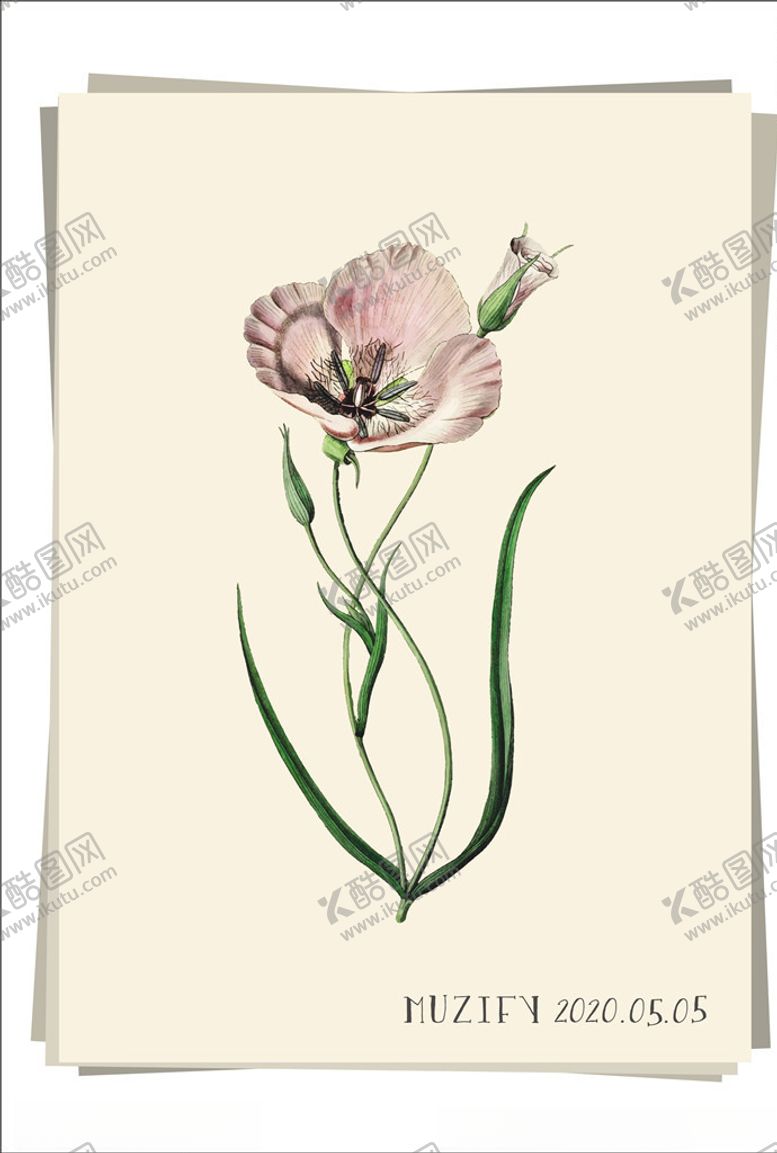 编号：18001810290643032549【酷图网】源文件下载-粉兰植物图鉴