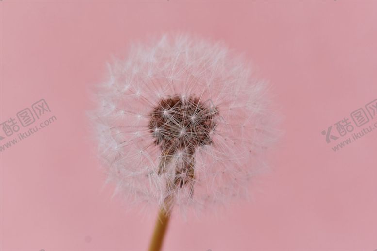 编号：94995109192233474616【酷图网】源文件下载-粉色背景蒲公英