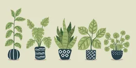 盆栽绿色植物绿植景