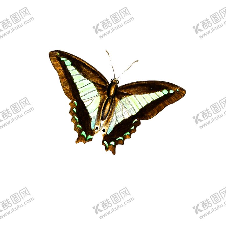 编号：87209105042103091083【酷图网】源文件下载-蝴蝶透明PNG免扣