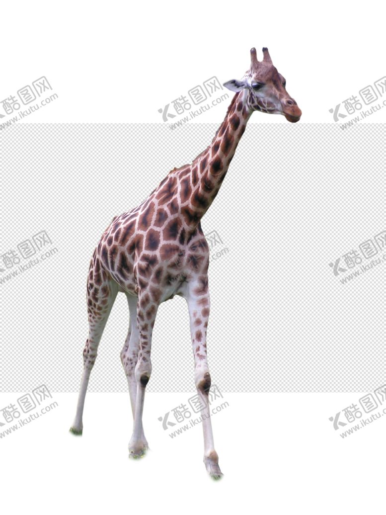 编号：45481804130902569167【酷图网】源文件下载-长颈鹿鹿长脖子最长脖子