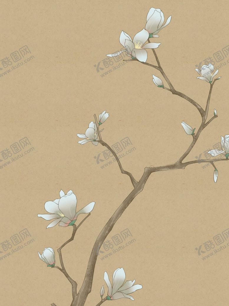 编号：29962201290126594057【酷图网】源文件下载-工笔画国风玉兰花插画背景