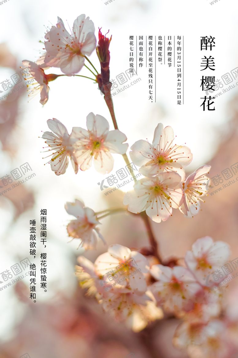 编号：82391009150147319017【酷图网】源文件下载-醉美樱花宣传海报