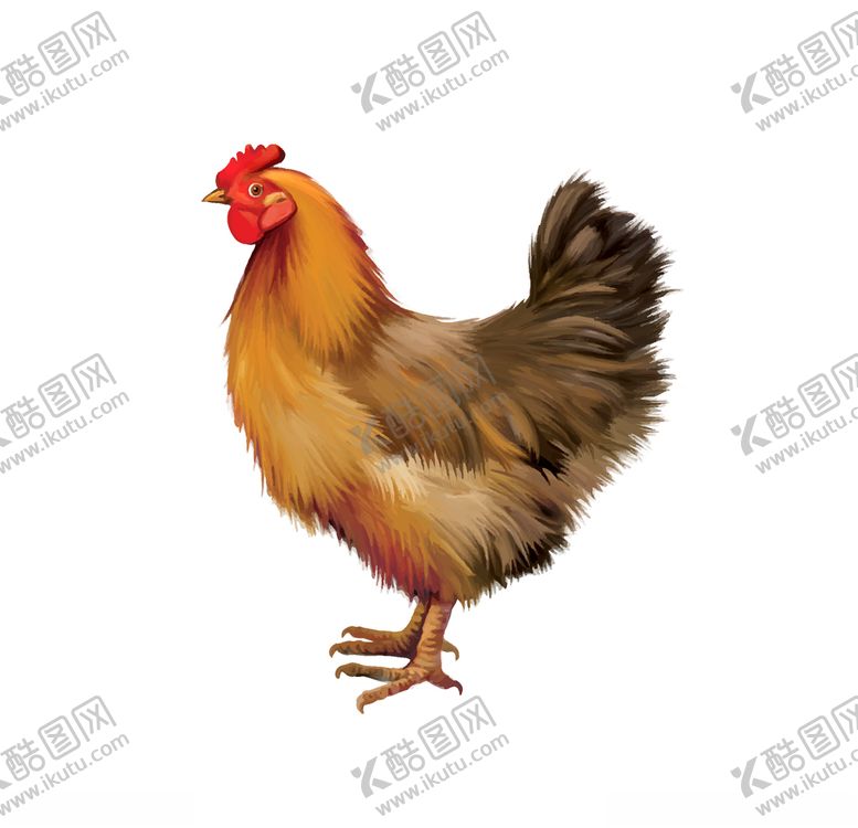 编号：85386209251508031983【酷图网】源文件下载-母鸡
