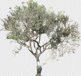 透明底植物