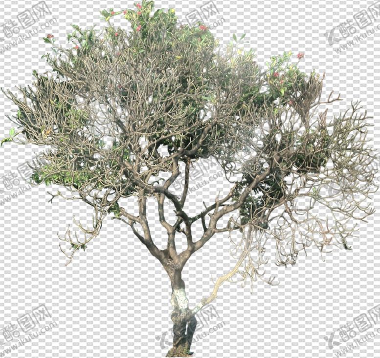 编号：11121605010639547881【酷图网】源文件下载-透明底植物
