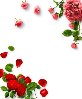 玫瑰花边框图片
