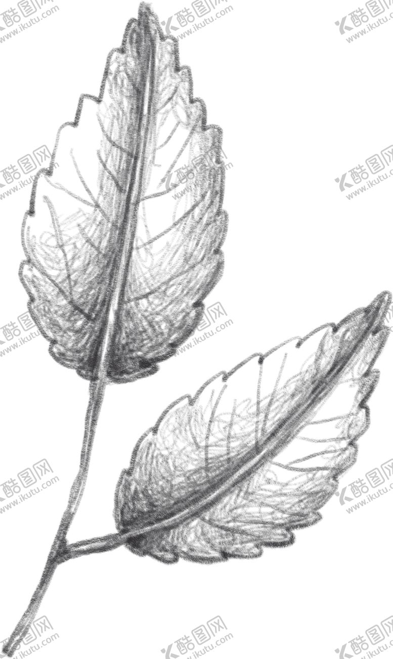 编号：53314810091524483619【酷图网】源文件下载-玫瑰花素叶片描绘画