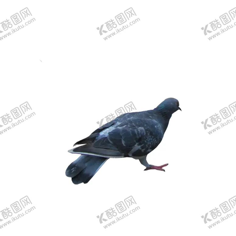 编号：30269106261324323464【酷图网】源文件下载-鸽子