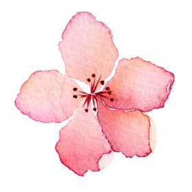 手绘桃花