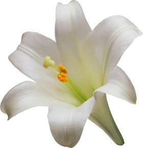 百合花