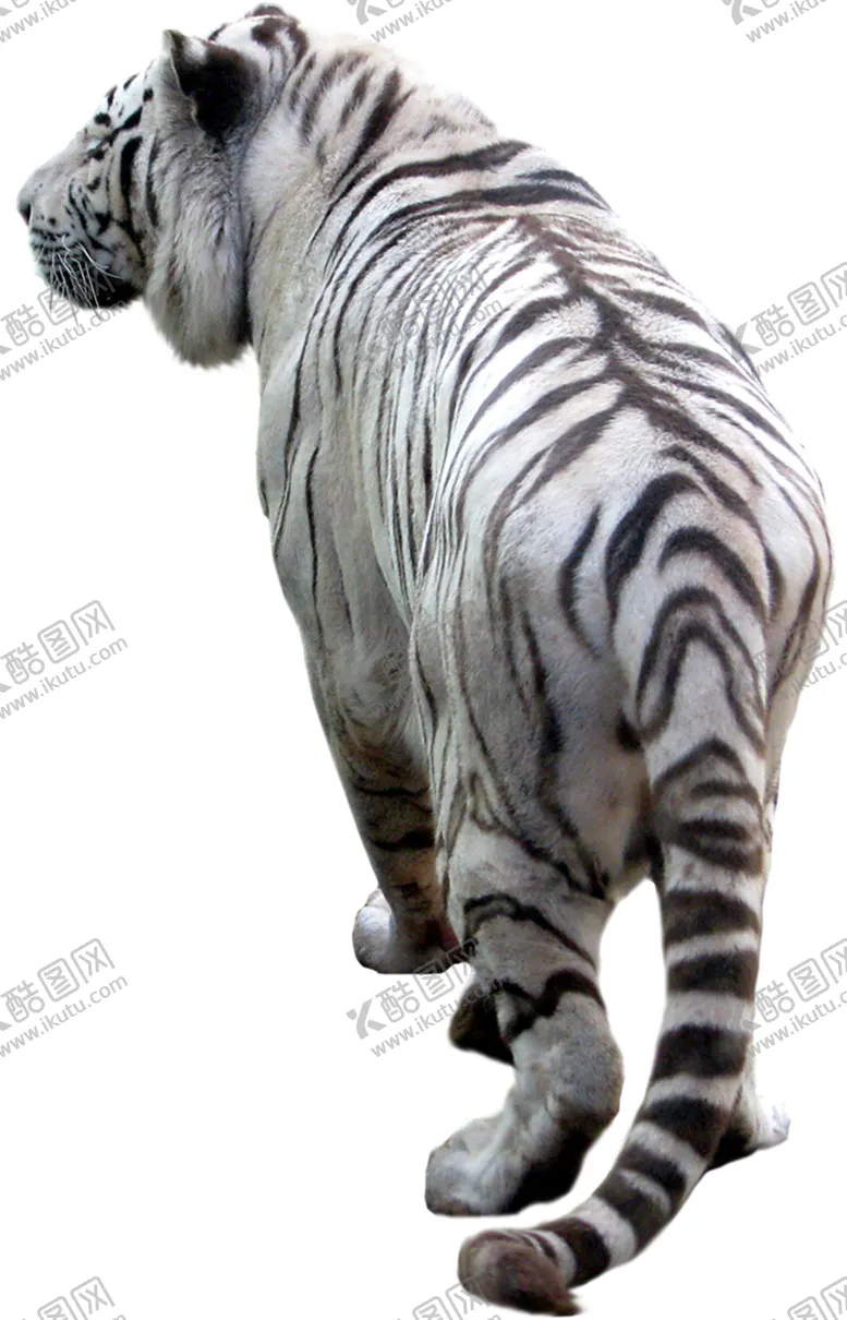 编号：57308004201252105313【酷图网】源文件下载-白虎