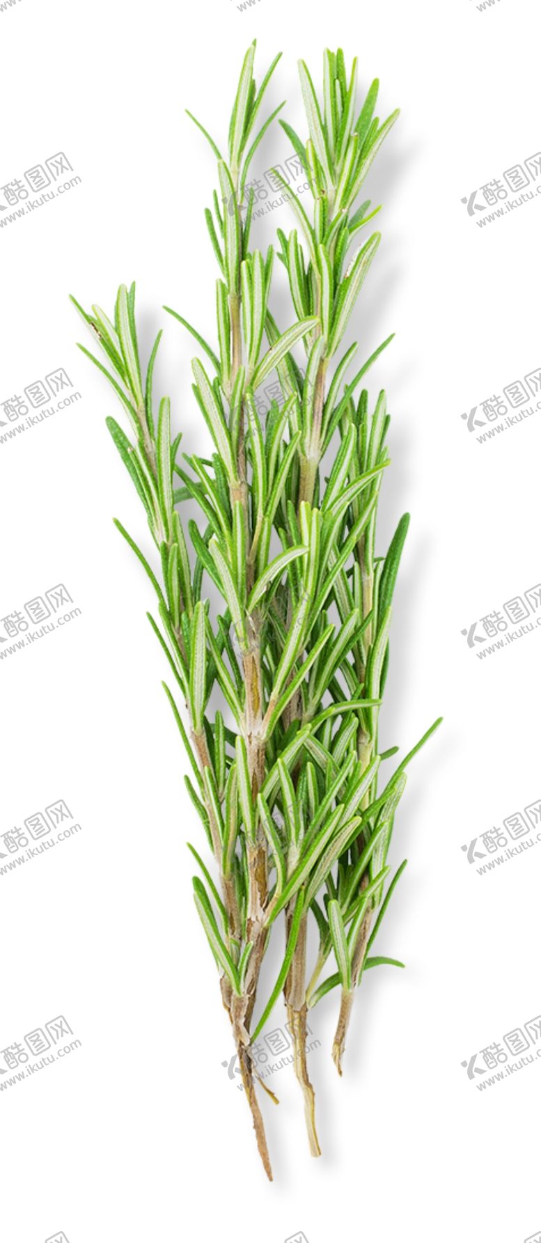 编号：96300105152218305616【酷图网】源文件下载-青菜