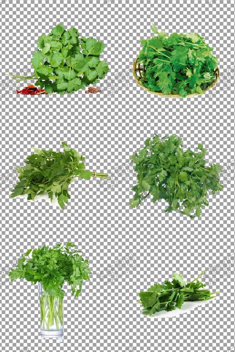 编号：22517109252003364487【酷图网】源文件下载-新鲜香菜