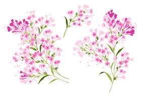 丁香花