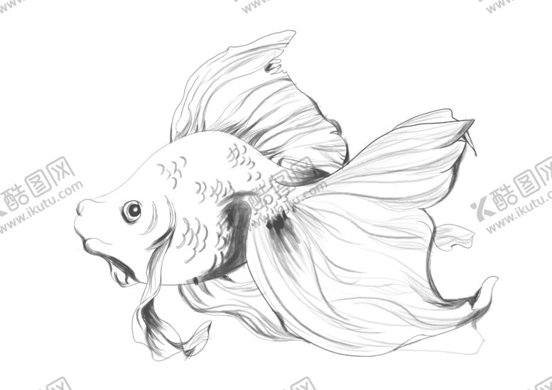 编号：79981810090943012543【酷图网】源文件下载-线稿金鱼