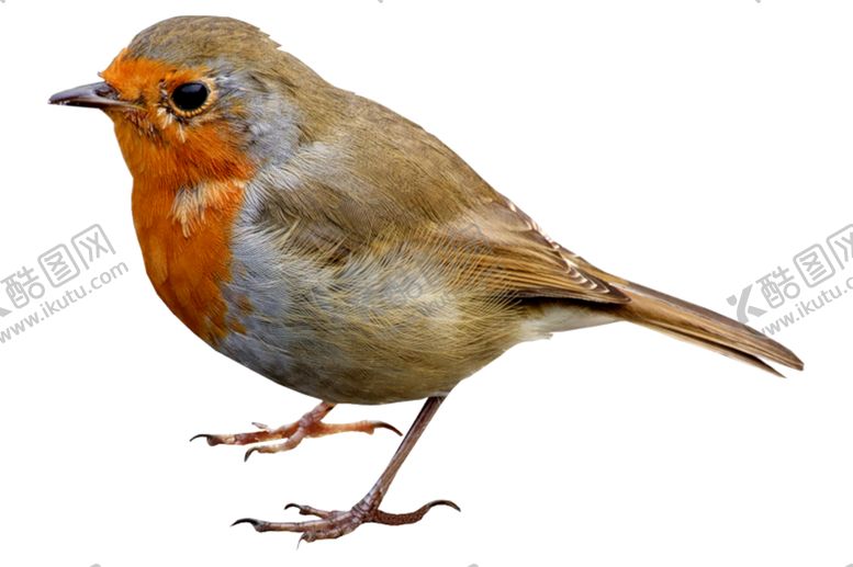 编号：50563409270538244889【酷图网】源文件下载-png鸟图片