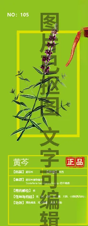 黄岑