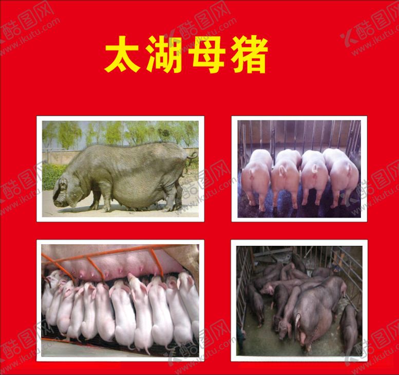 编号：16482412121444248466【酷图网】源文件下载-太湖母猪