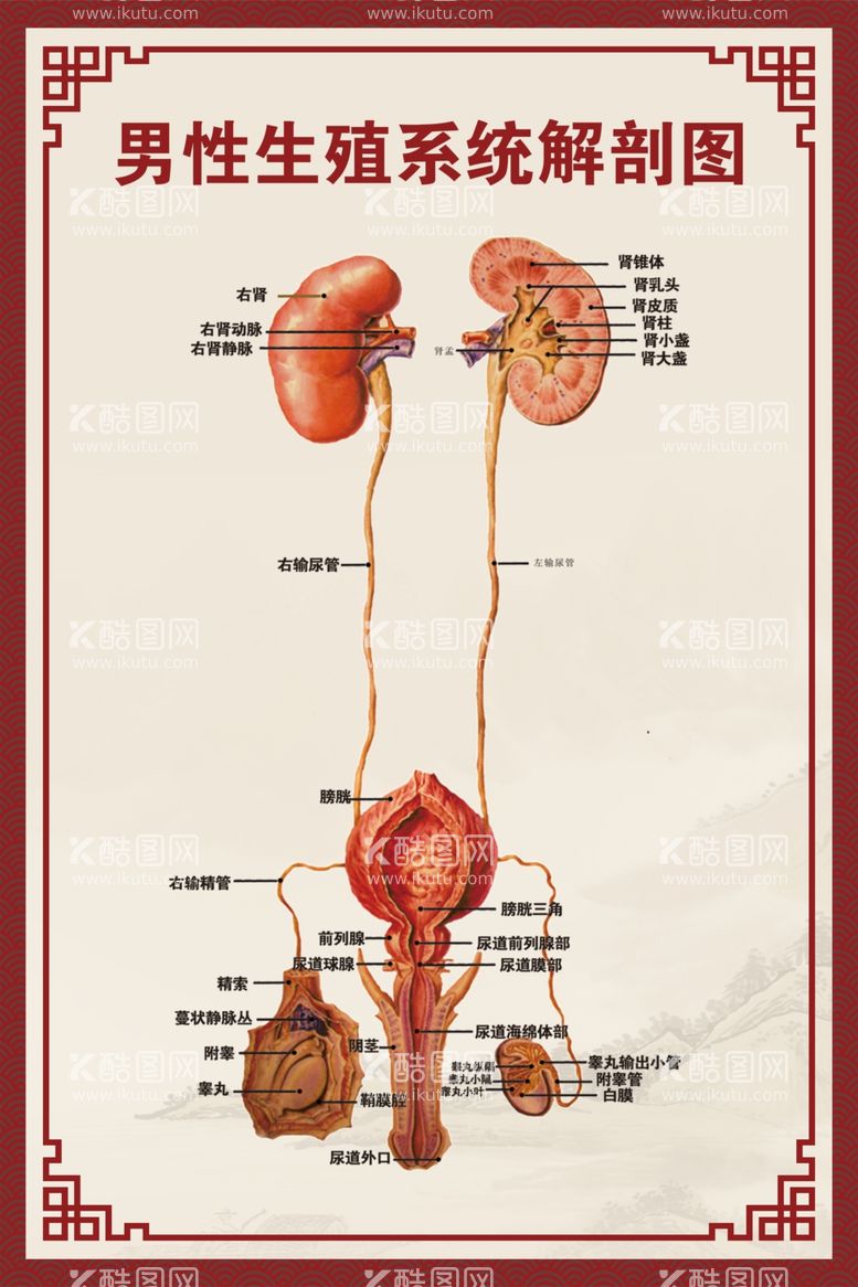 编号：32426012200748204528【酷图网】源文件下载-男性生殖系统解剖图