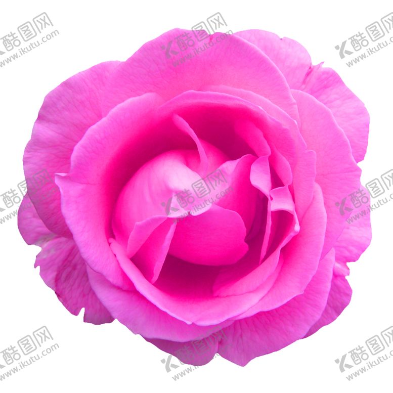 编号：77501109221516186594【酷图网】源文件下载-鲜花素材