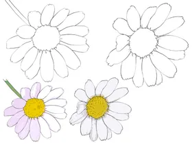花卉素描