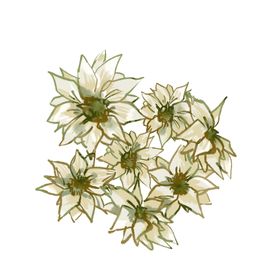 免抠背景干花枯花