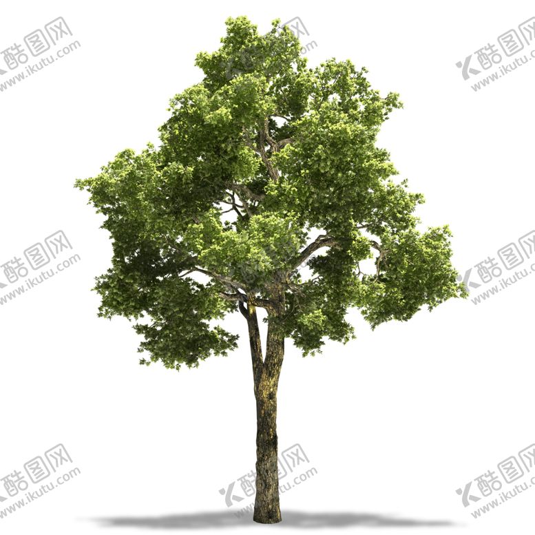 编号：81444210310850105098【酷图网】源文件下载-水杉