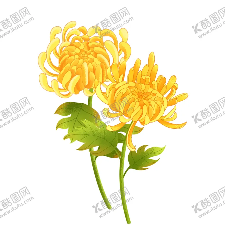 编号：50571702241951453437【酷图网】源文件下载-菊花