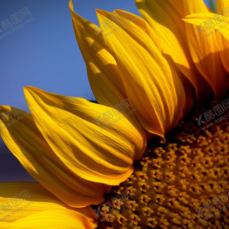 编号：24765810030338524693【酷图网】源文件下载-向日葵