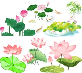 荷花荷叶莲朵素材莲子池塘莲韵