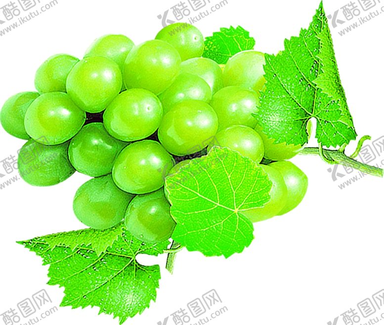 编号：30342310290045268949【酷图网】源文件下载-葡萄