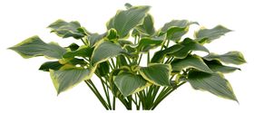 免扣卡通植物花卉元素素材