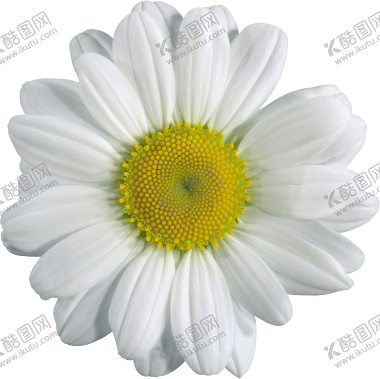 编号：28010610010510076093【酷图网】源文件下载-小雏菊