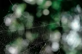 蜘蛛网昆虫生物世界