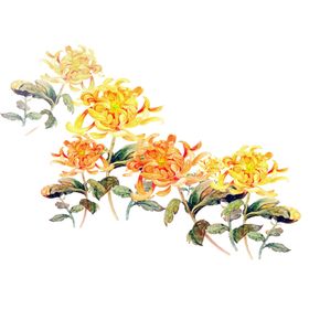 国画菊花
