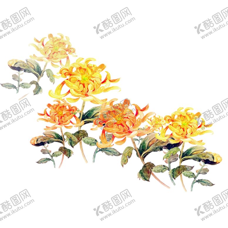 编号：44486805190613318987【酷图网】源文件下载-国画菊花