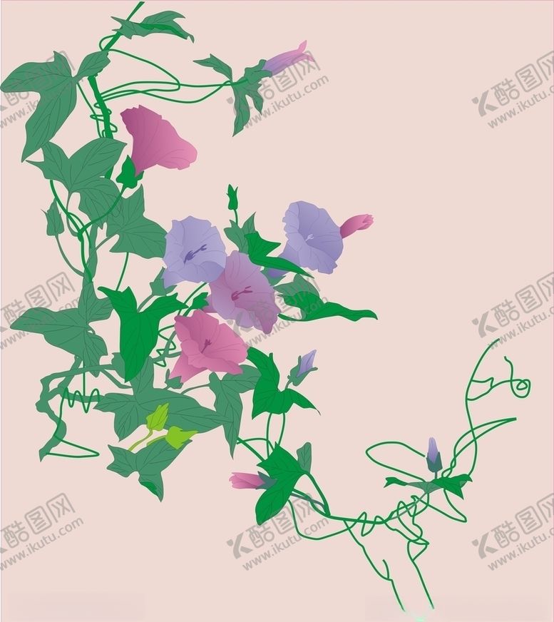 编号：77381707070246002334【酷图网】源文件下载-牵牛花