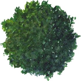 手绘植物